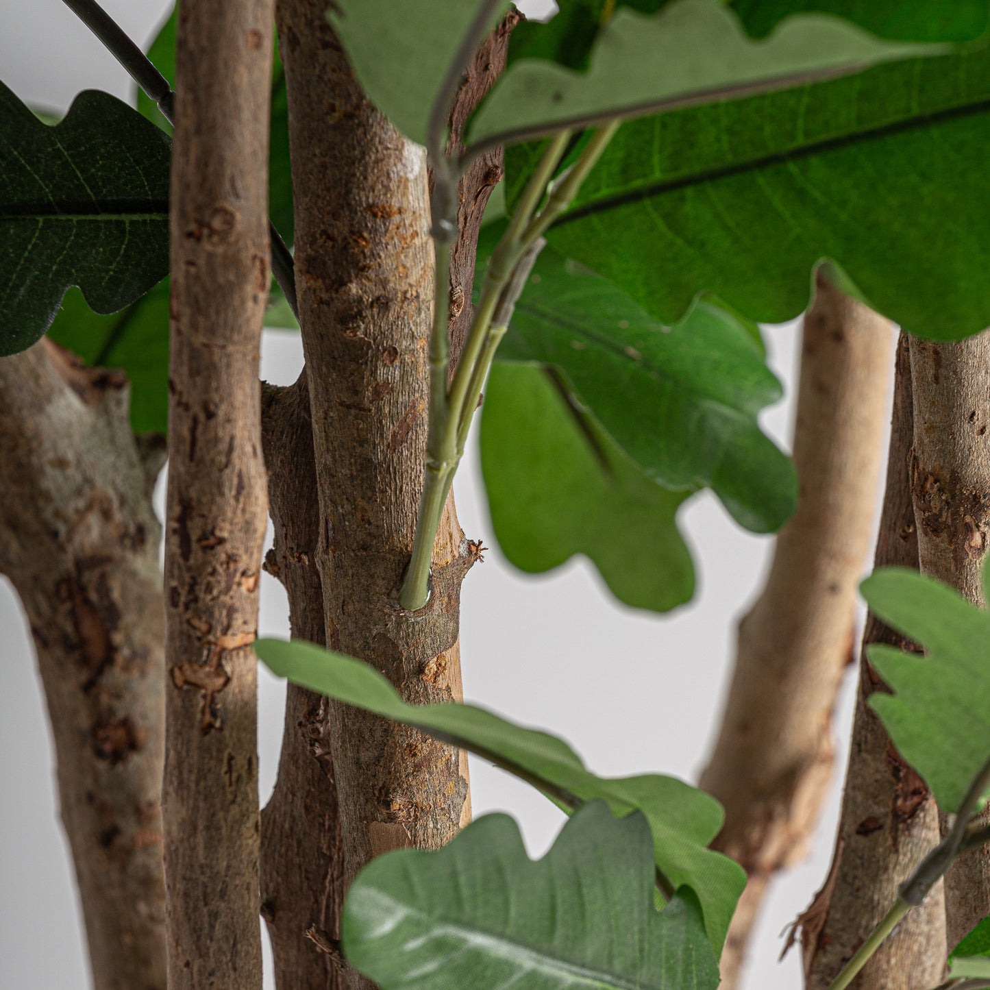 Roble Plant 90x70x210 cm
