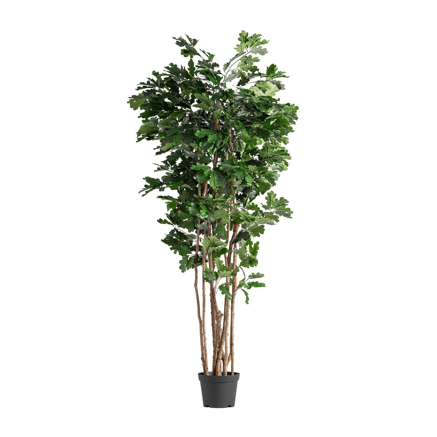 Roble Plant 90x70x210 cm