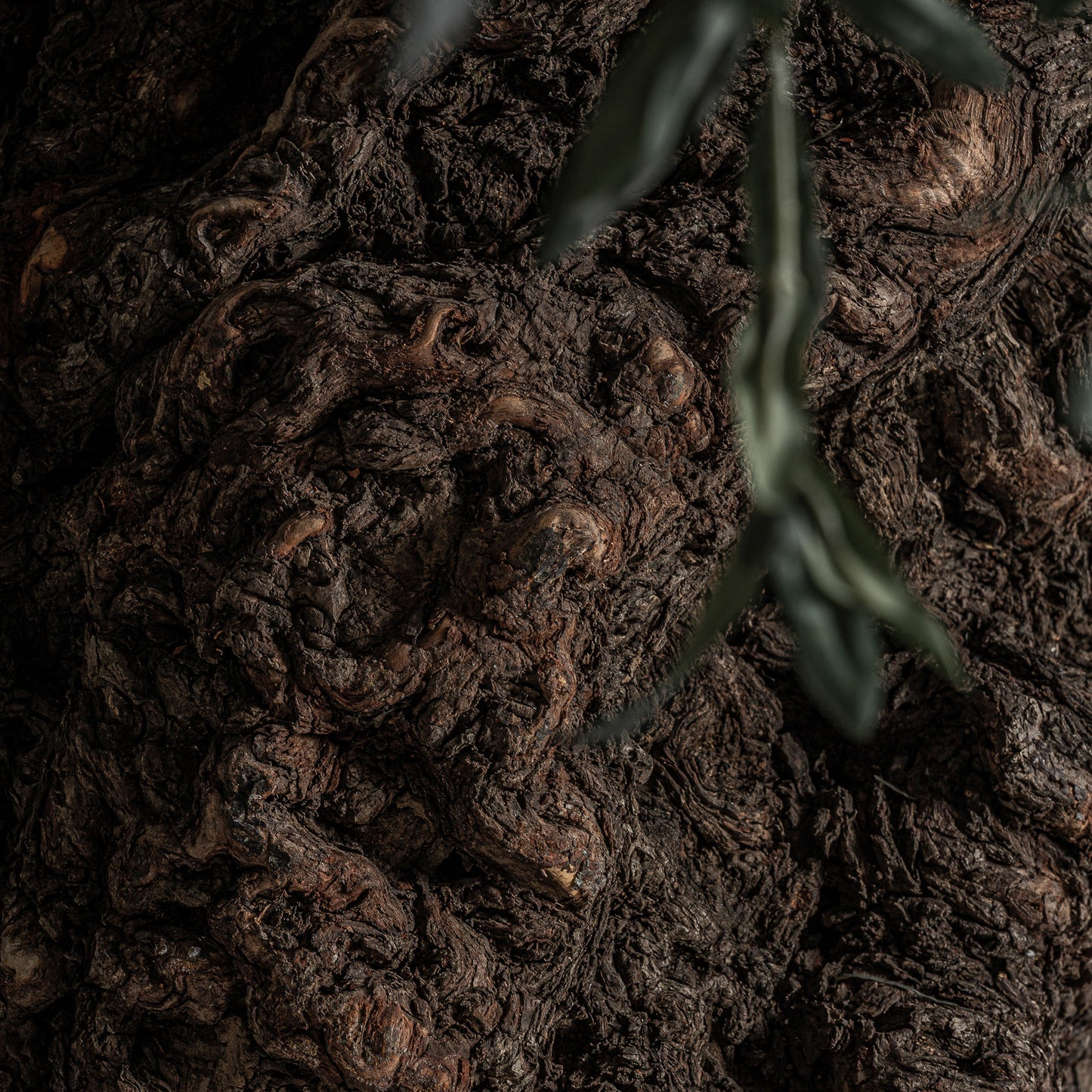 Olivo Plant 120x120x240 cm