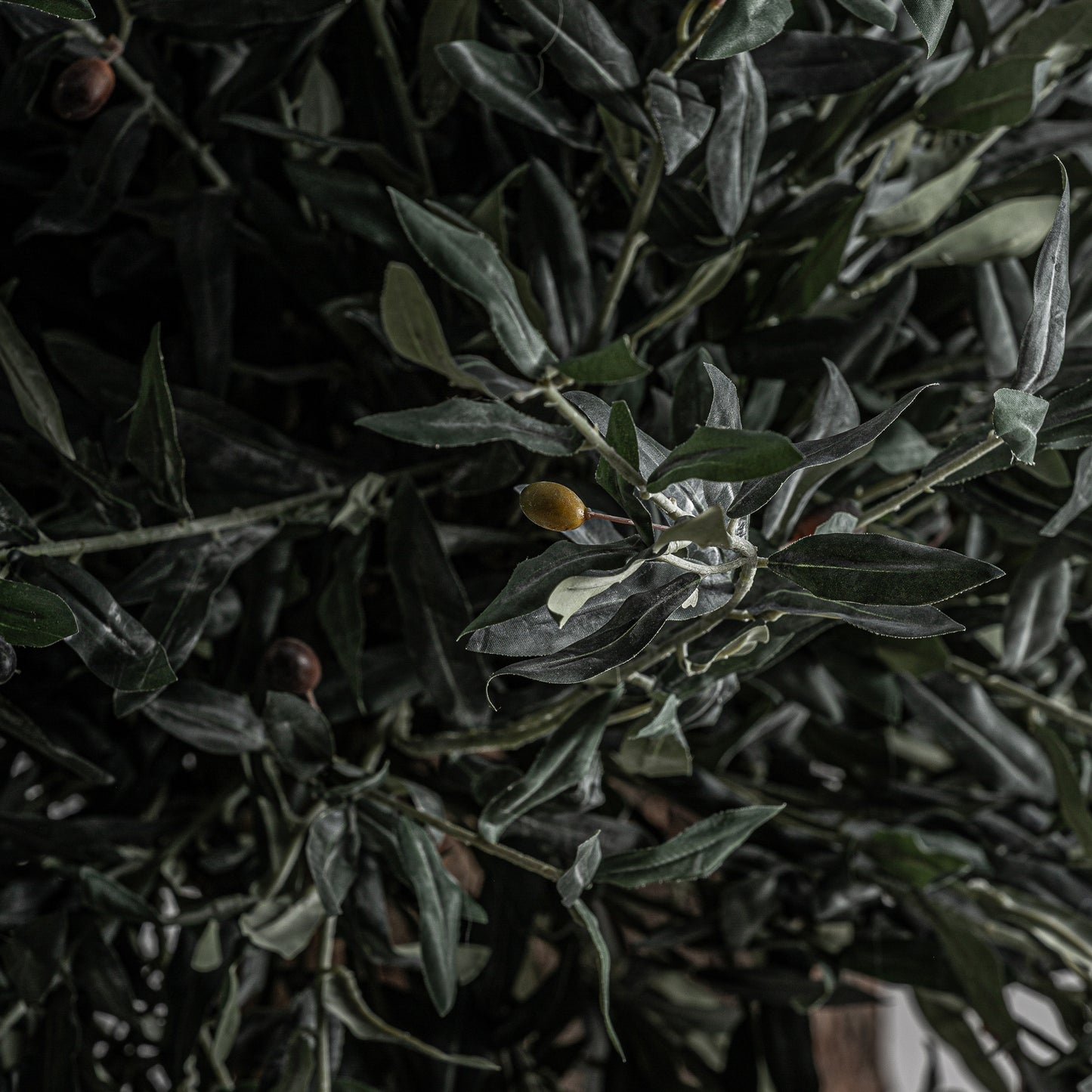 Olivo Plant 120x120x240 cm
