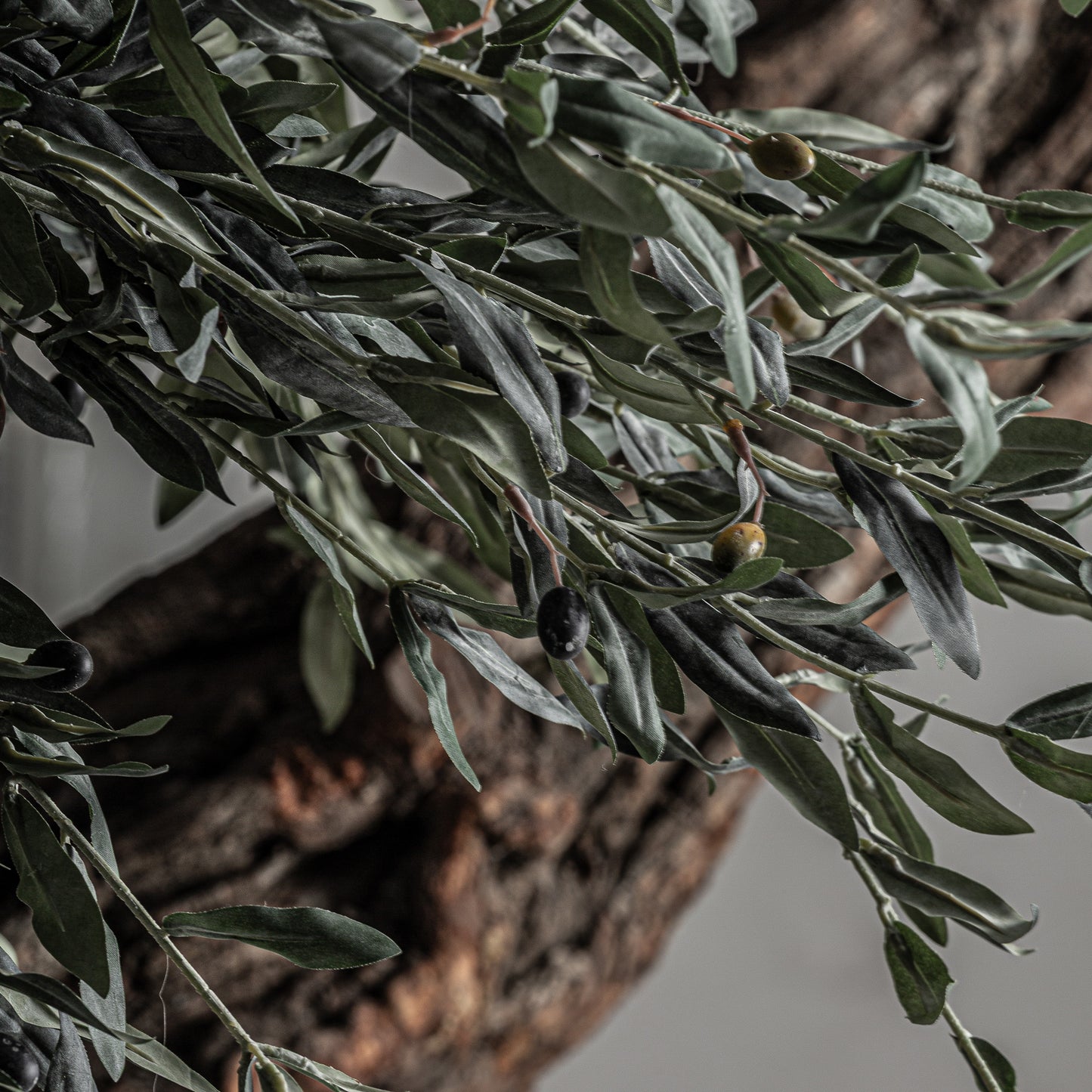 Olivo Plant 120x120x240 cm