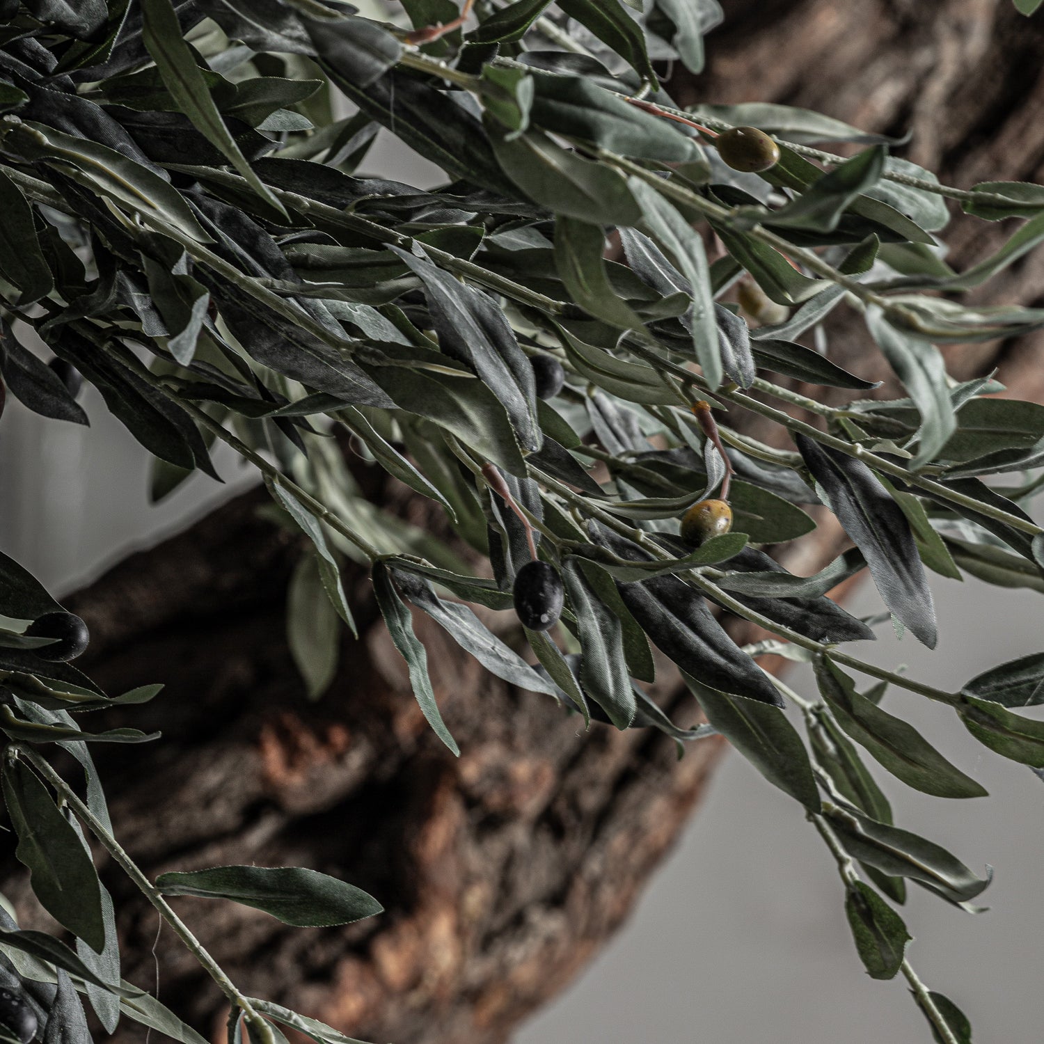 Olivo Plant 120x120x240 cm