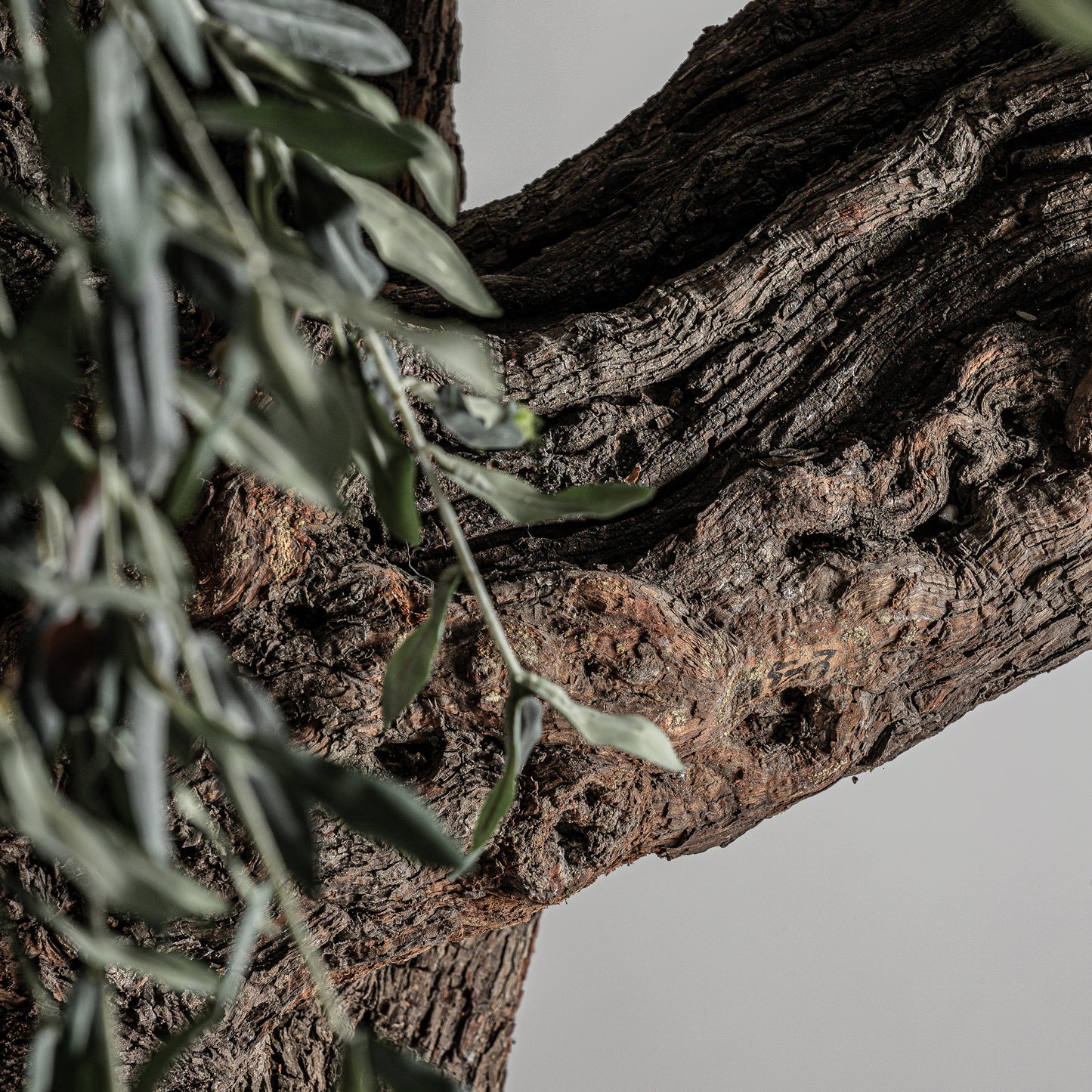 Olivo Plant 120x120x240 cm