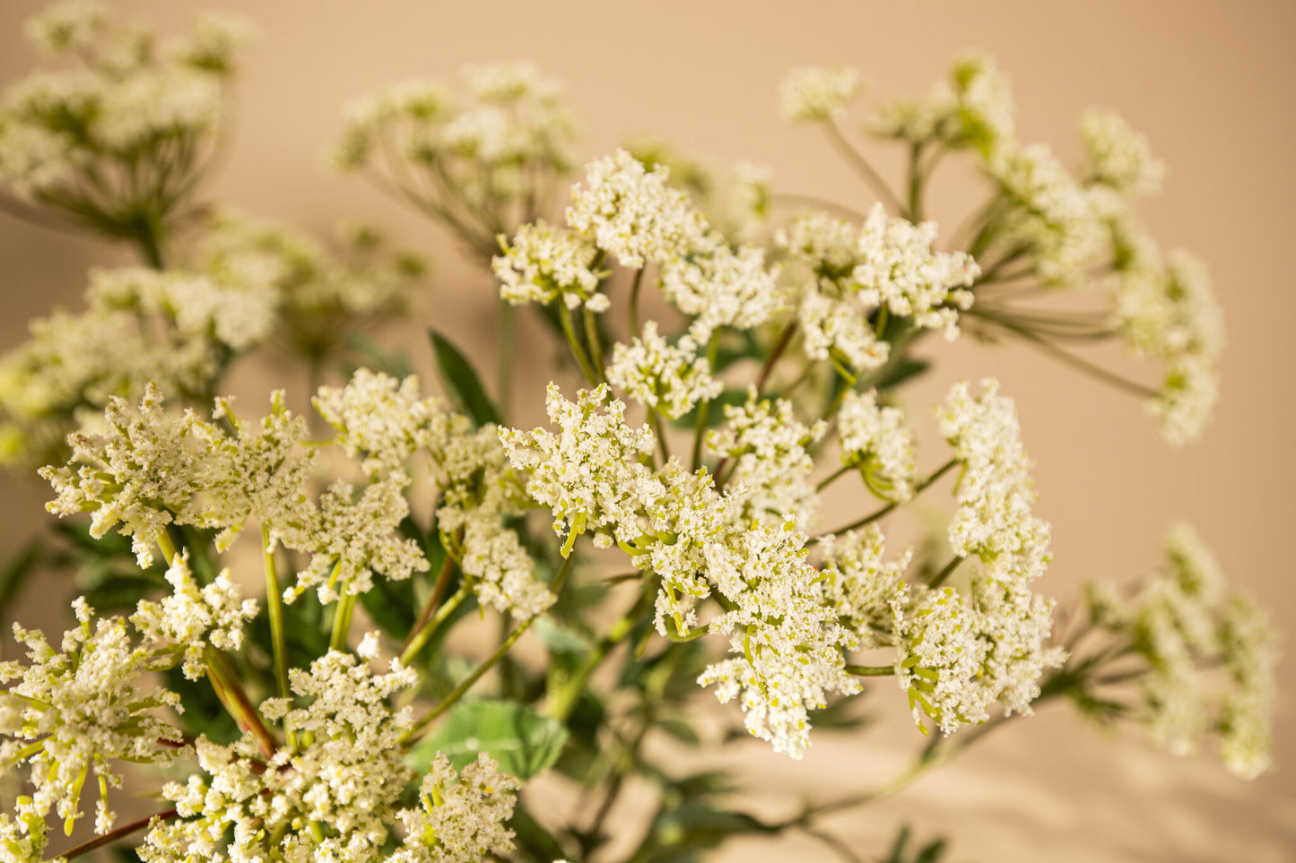 Garden Flower Witte Ammi Majus Spray - Set van 12 74x33x22 cm