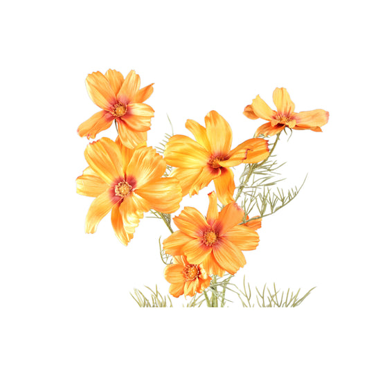 Garden Flower Oranje Cosmos Spray - Set van 12 75x32x21 cm