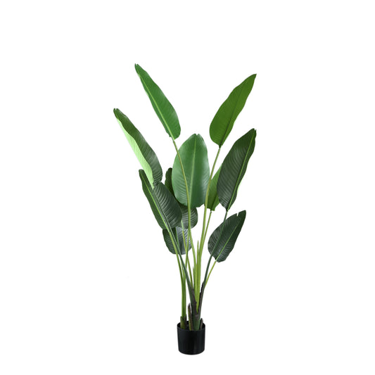 Leaves Plant Groene Strelitzia In Pot M 150x85x73 cm