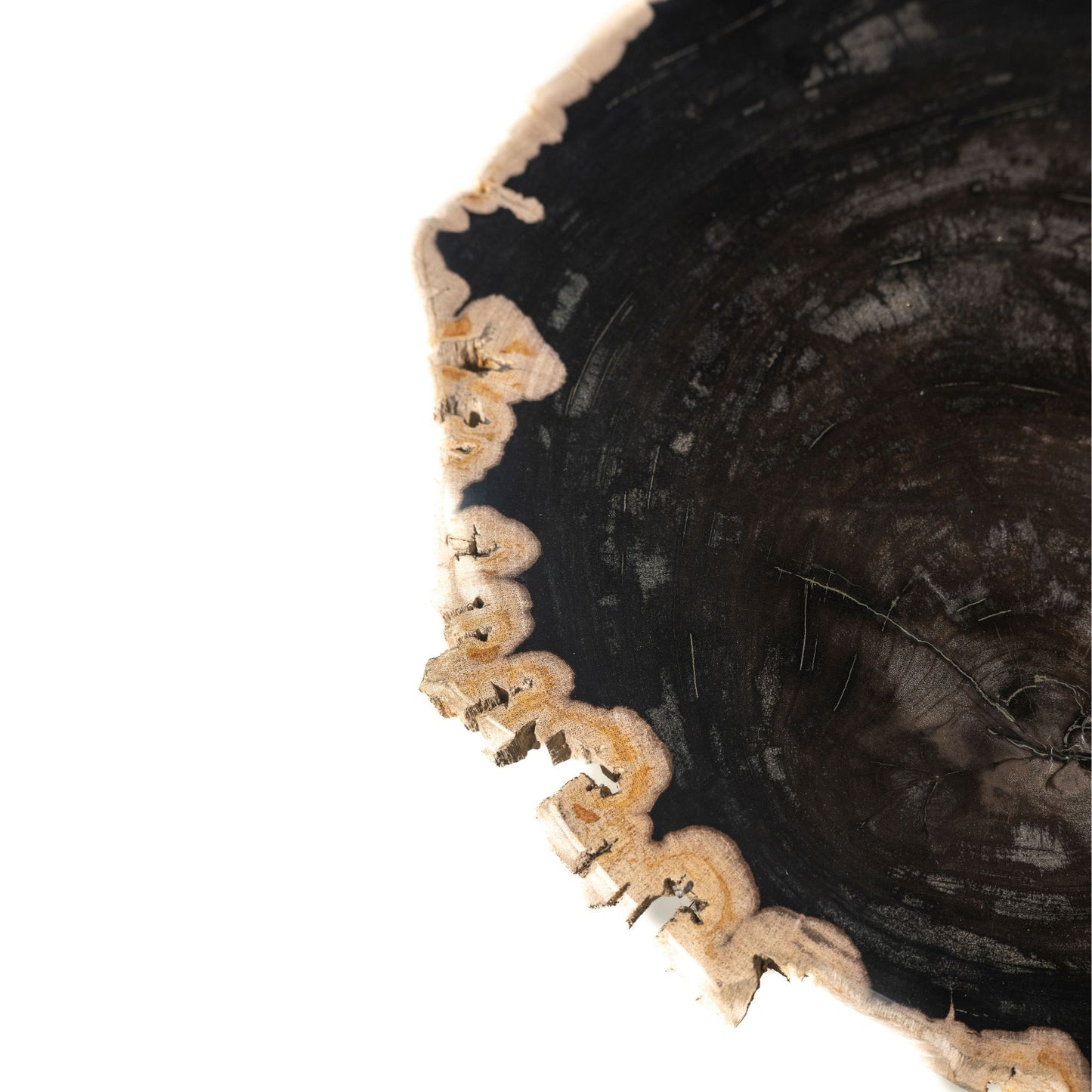 Jisse Black Petrified Wood Sidetable Twist Base