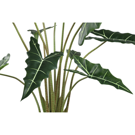 Leaves Plant Alocasia Polly Plant In Pot L 140x117x137 cm
