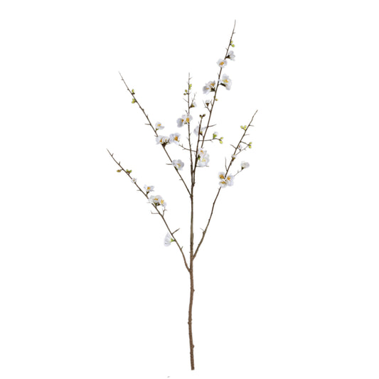 Blossom Japanese Flowering Quince Wit M – Set van 12 Stuks - 12 Sets 121x66x54 cm