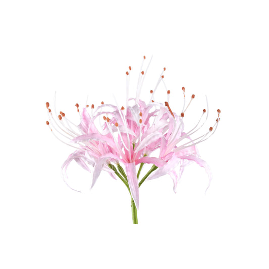 Lily Flower Roze Spinnelelie - Set van 12 91x16x20 cm