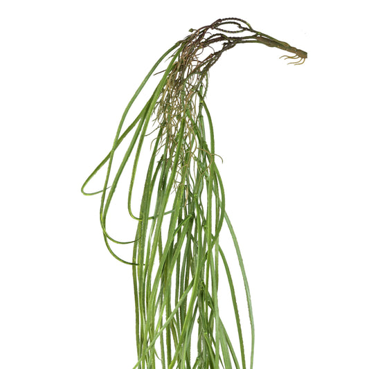 Leaves Plant Groen Hangende Gras - Set van 12 134x116x12 cm
