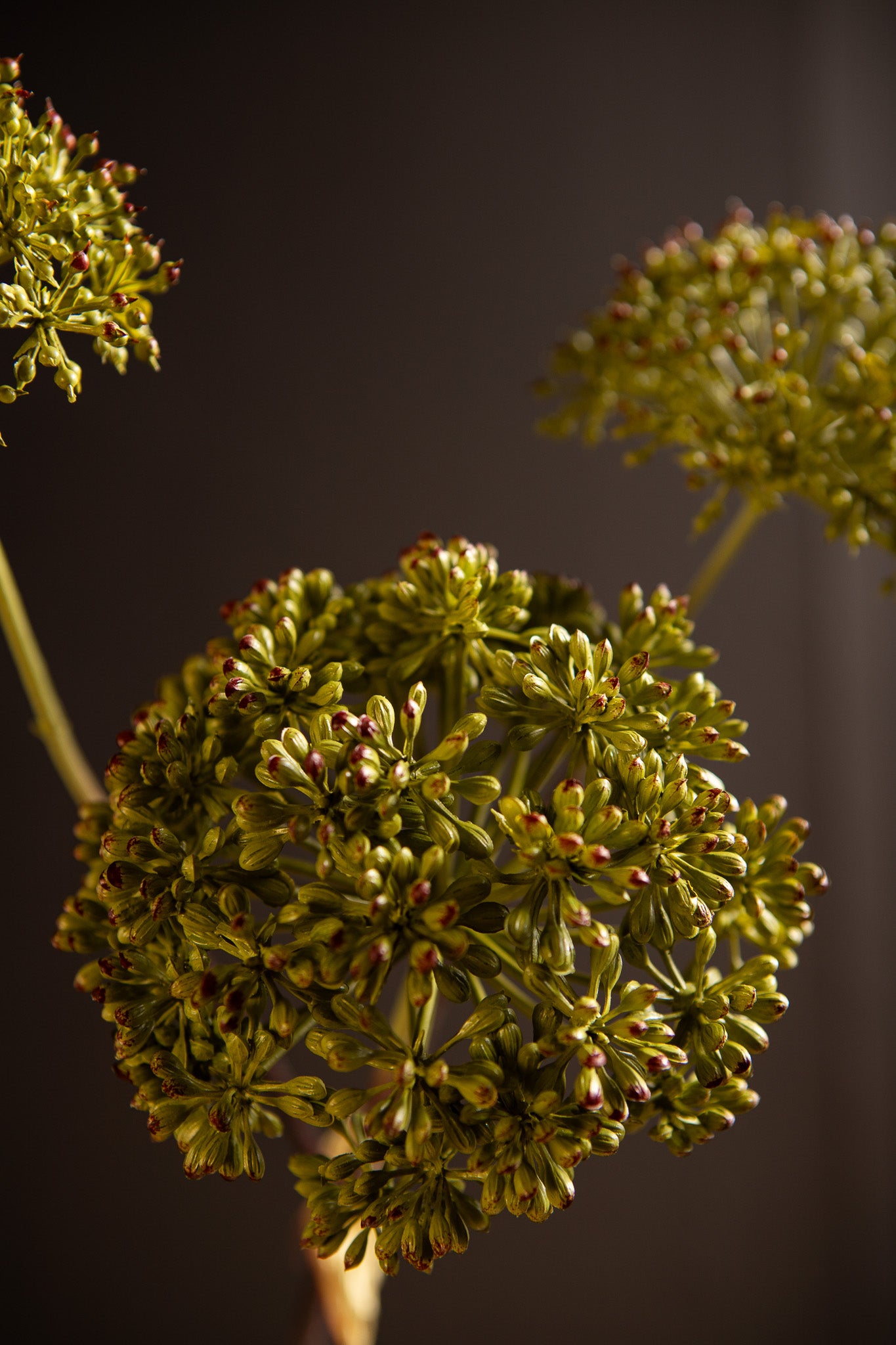 Garden Flower Donkergroene Angelica Spray Set van 6 Stuks 78x30x35 cm