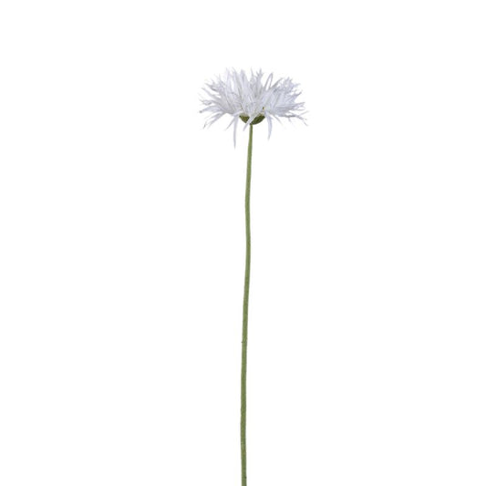 Gerbera Bloem Witte Gerbera - Set van 12 55x12x9 cm