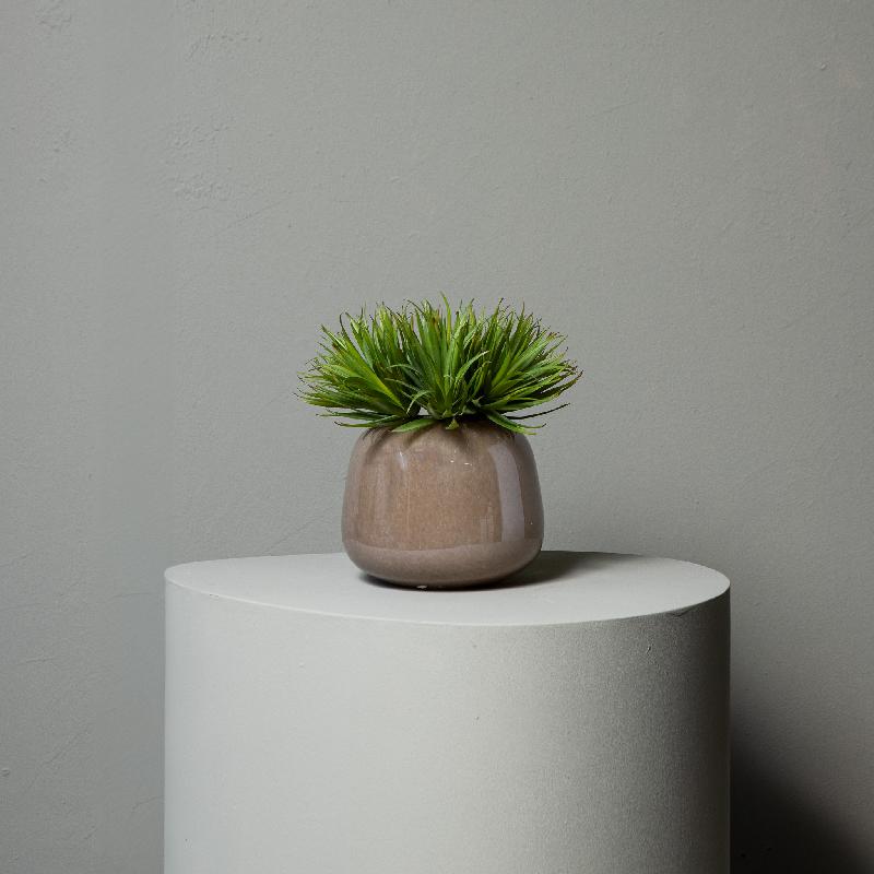 Succulent Plant Groene Yucca Pick - Set van 12 Stuks 20x11x14 cm