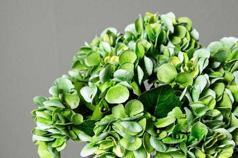 Hydrangea Flower Groene Hortensia Tak - Set van 12 33x16x21 cm