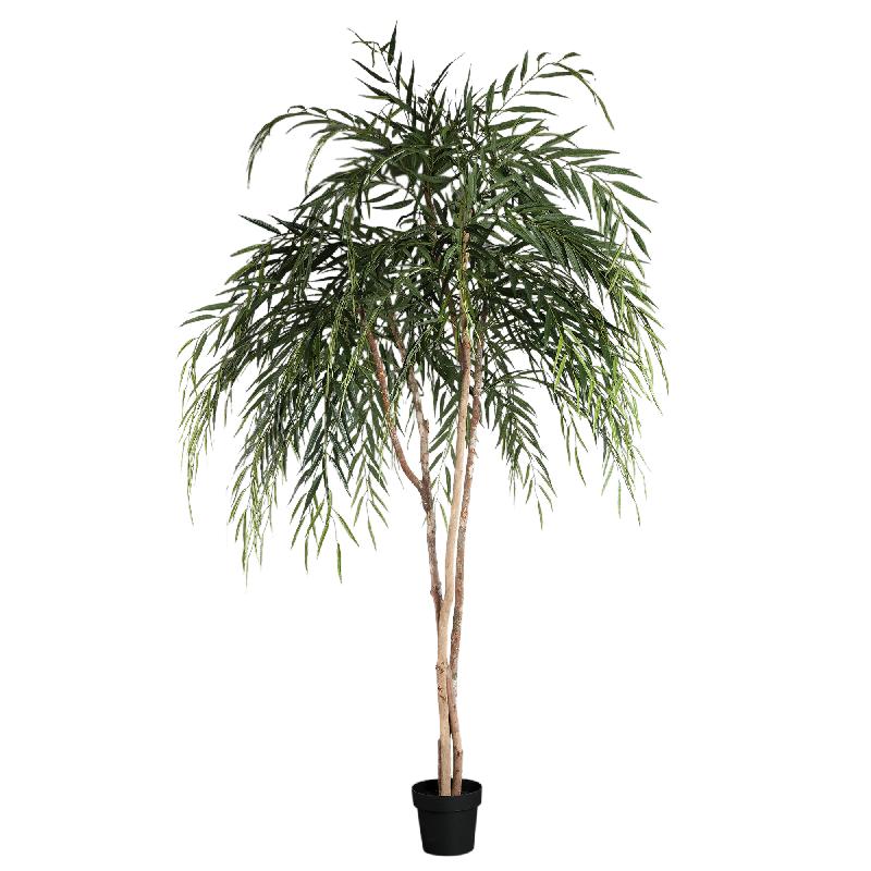 Tree Groen Ficus Alii In Zwarte Pot 200x100x100 cm