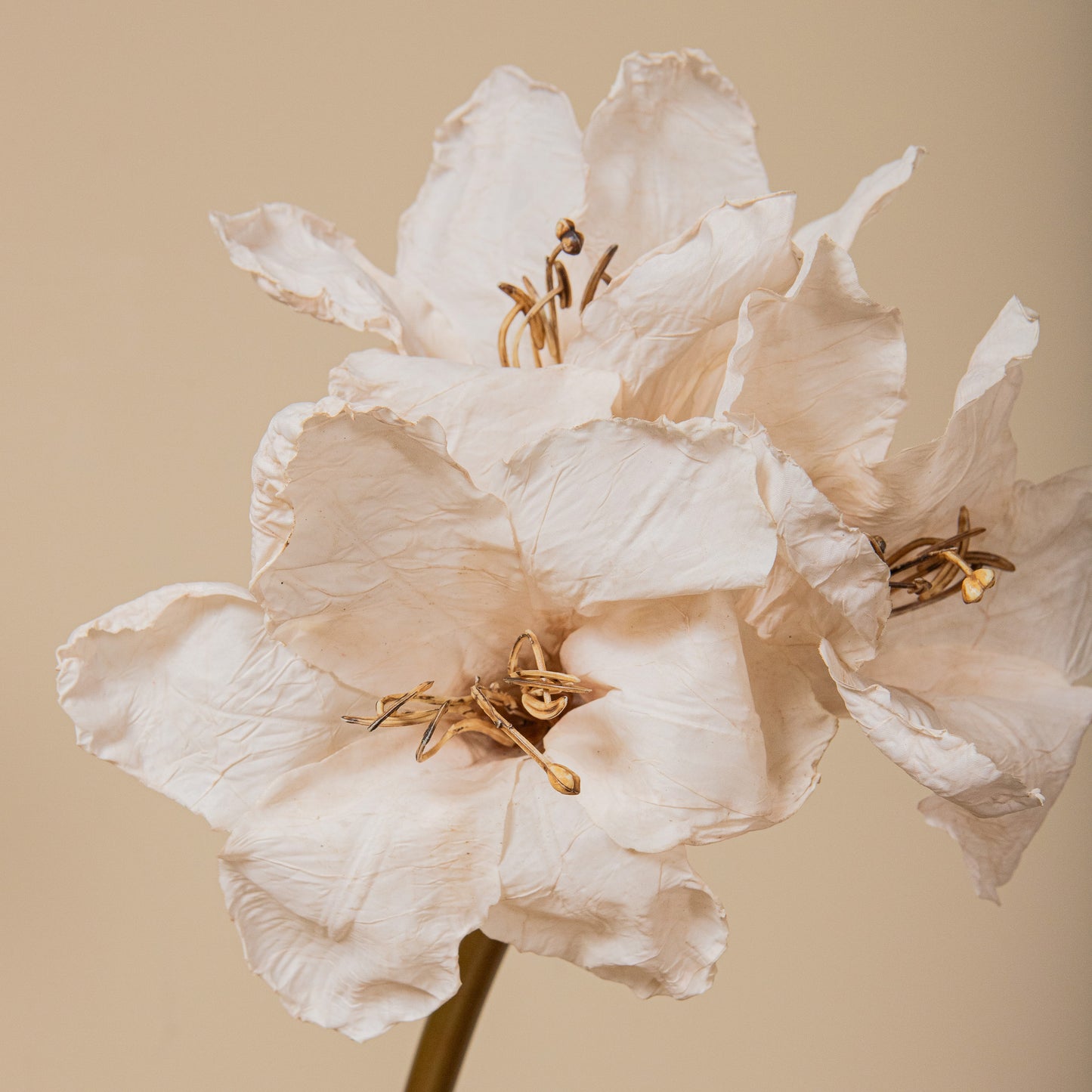 Amaryllis Bloem Crème Amaryllis Tak - Set van 12 65x18x19 cm