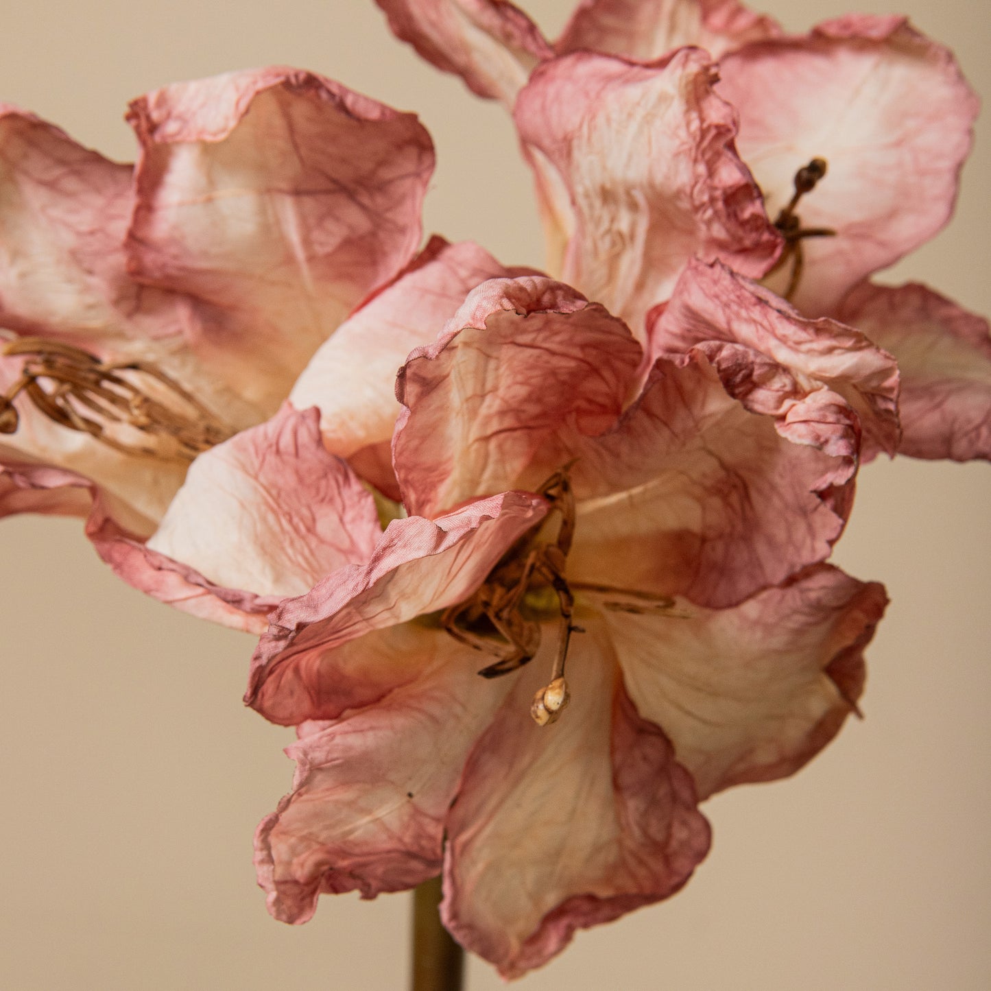 Amaryllis Flower Lichtroze Amaryllis Tak - Set van 12 65x18x19 cm