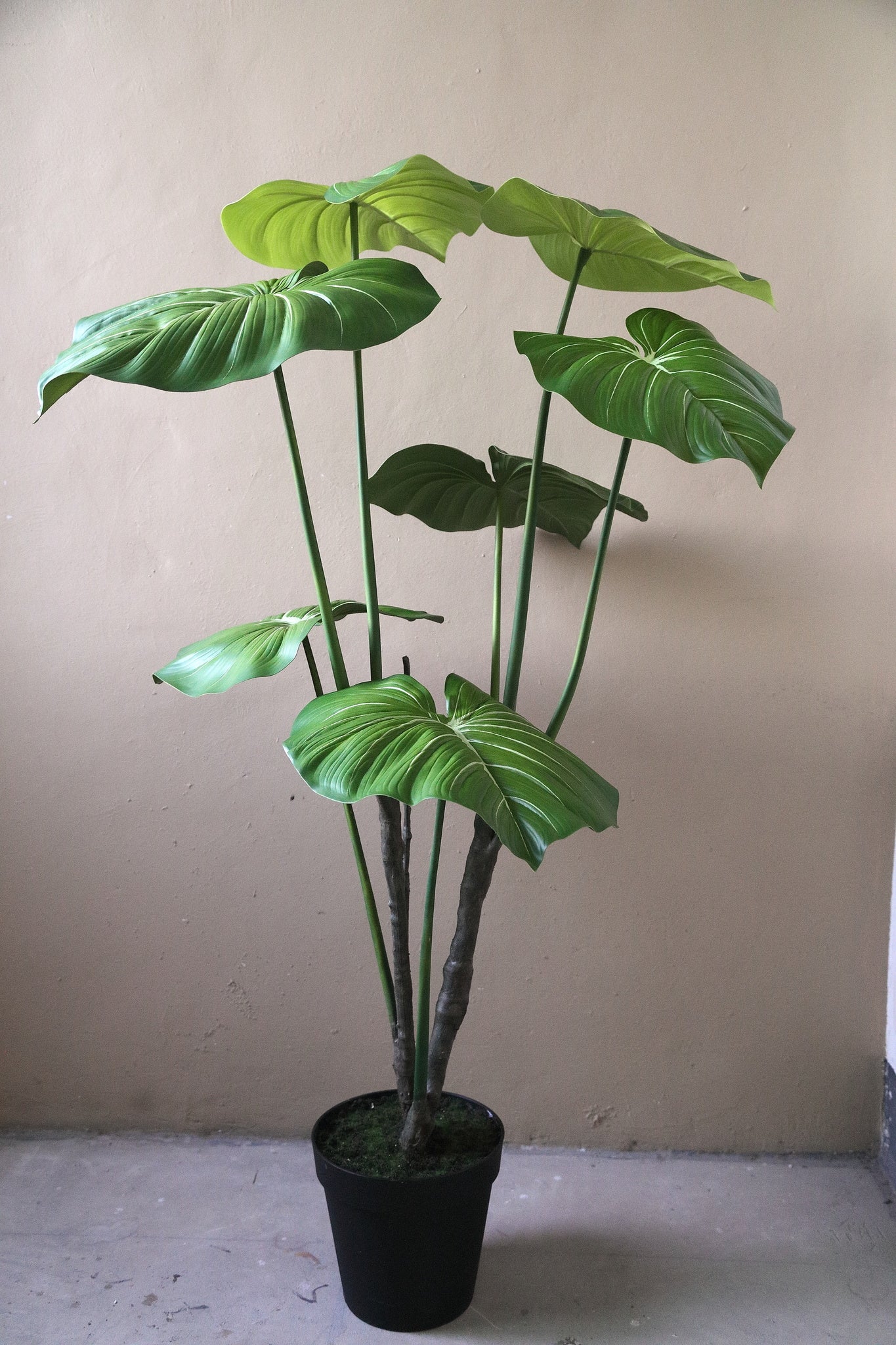 Leaves Plant Groene Philodendron In Zwarte Pot 178x90x90 cm