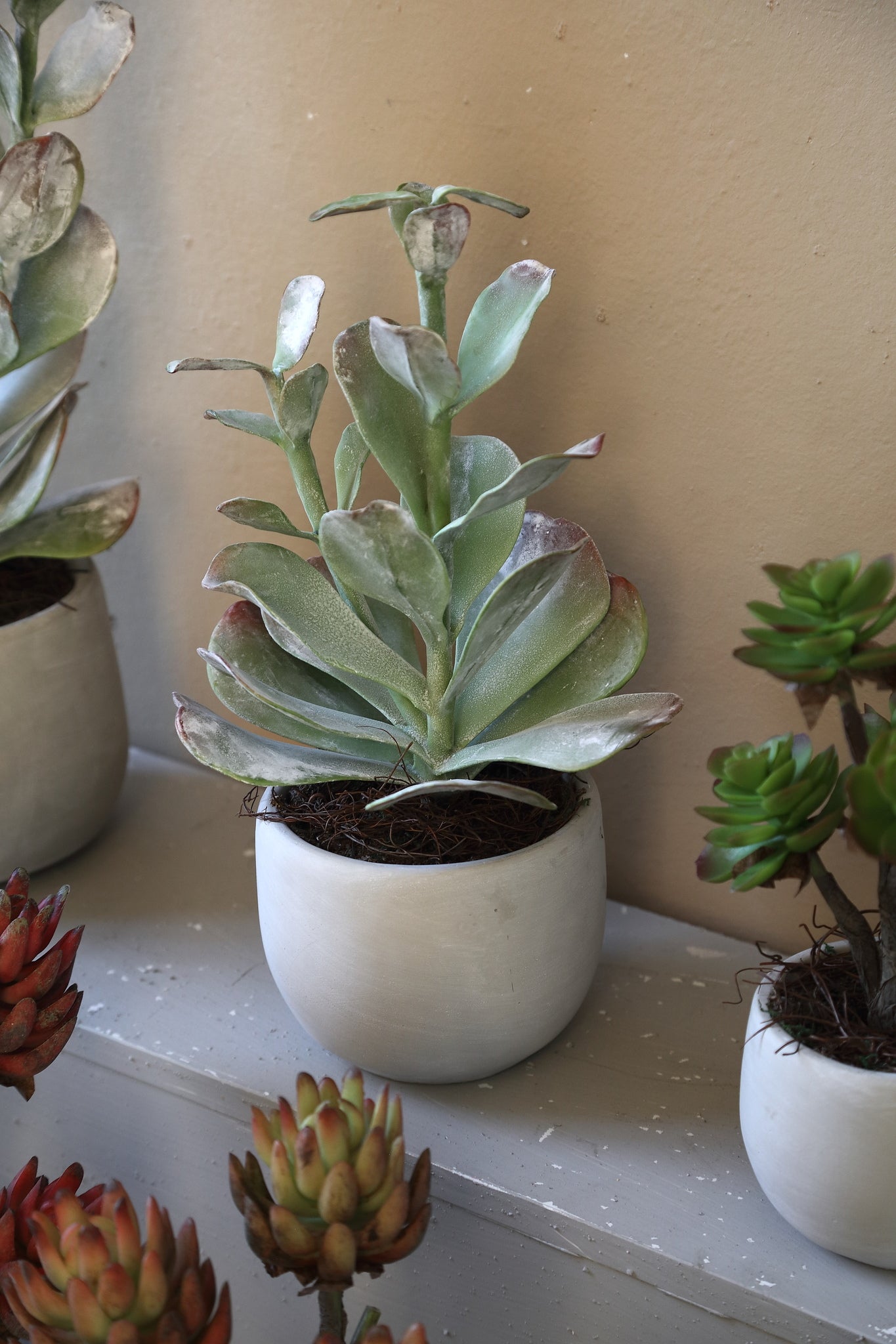 Succulent Plant Groene Cotyledon In Pot Set Van 4 Stuks 40x12.5x12.5 cm