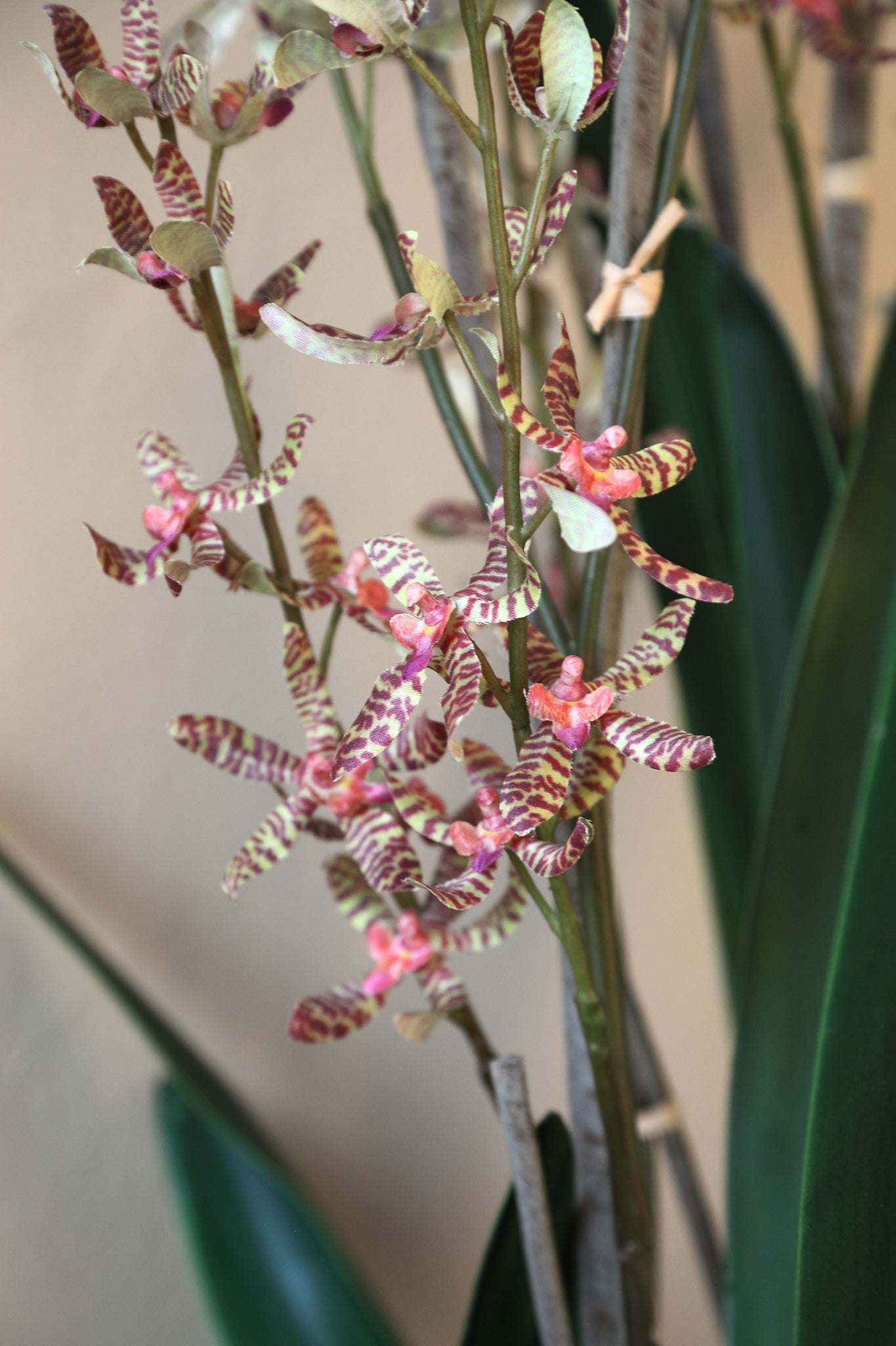 Orchid Flower Groene Renanthera Orchidee Keramische Pot 115x30x30 cm