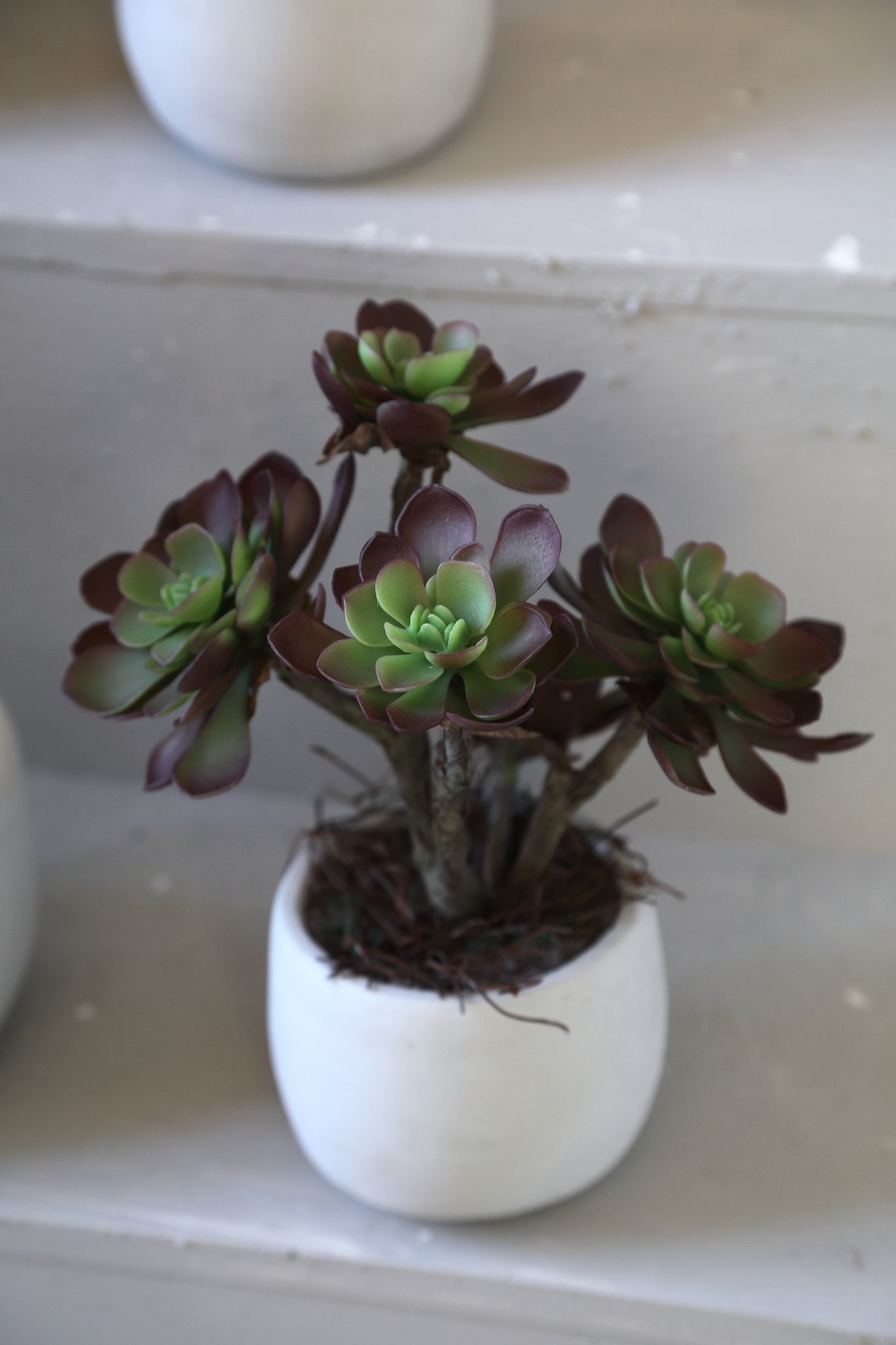 Succulent Plant Bruine Aeonium Gebroken Wit Keramische Pot - Set van 6 28x20x10 cm