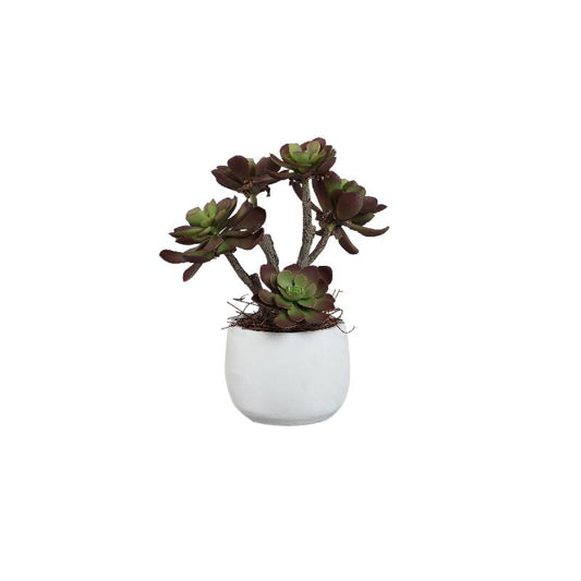 Succulent Plant Bruine Aeonium Gebroken Wit Keramische Pot - Set van 6 28x20x10 cm