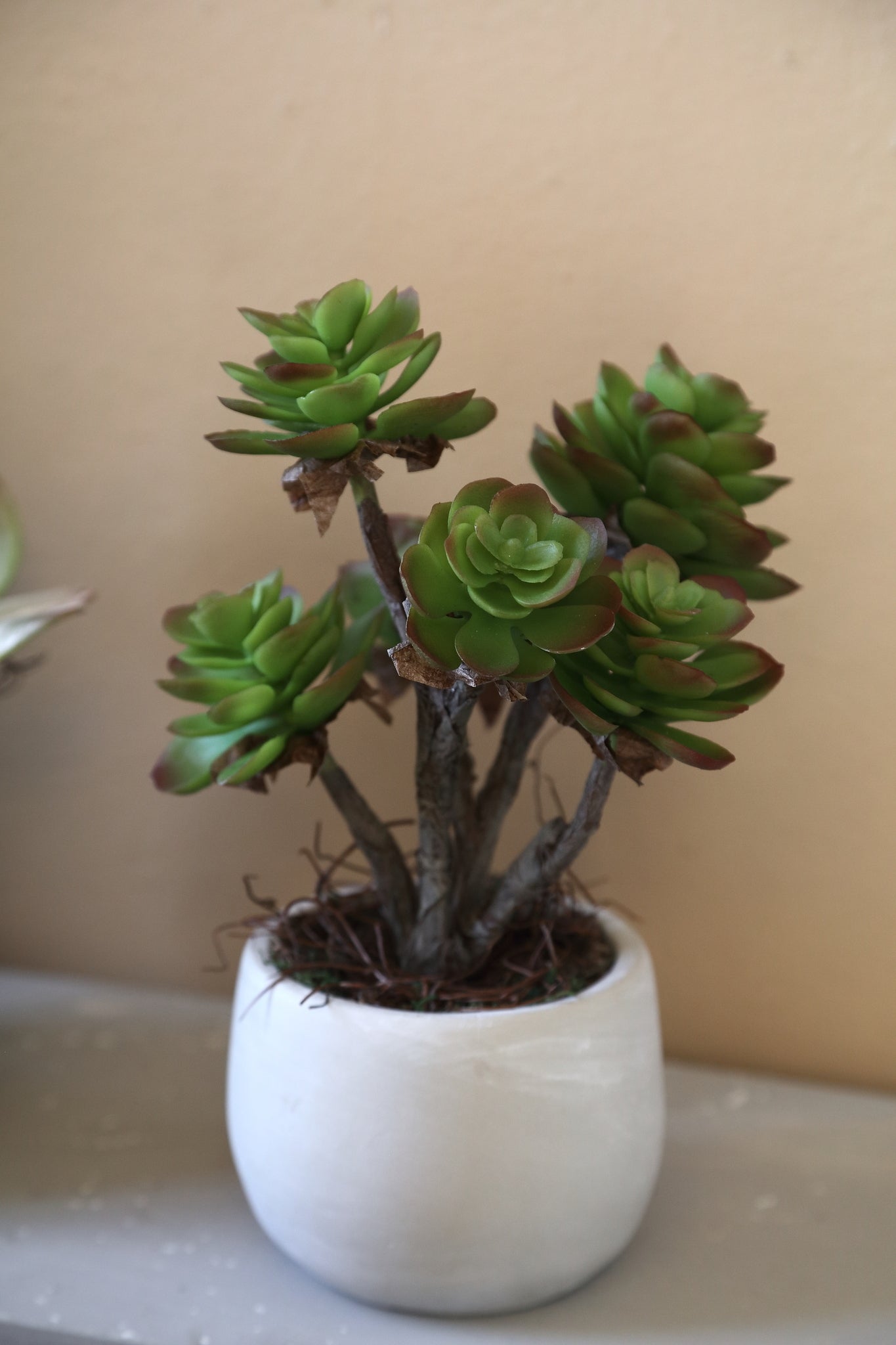 Succulent Plant Donkergroen Aeonium Cremekleurige Pot Set Van 6 Stuks 38x18x18 cm