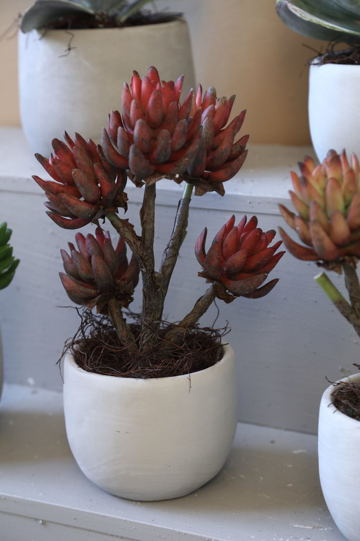 Succulent Plant Rode Echeveria Gebroken Wit Keramische Pot - Set van 4 Stuks 38x20x15 cm