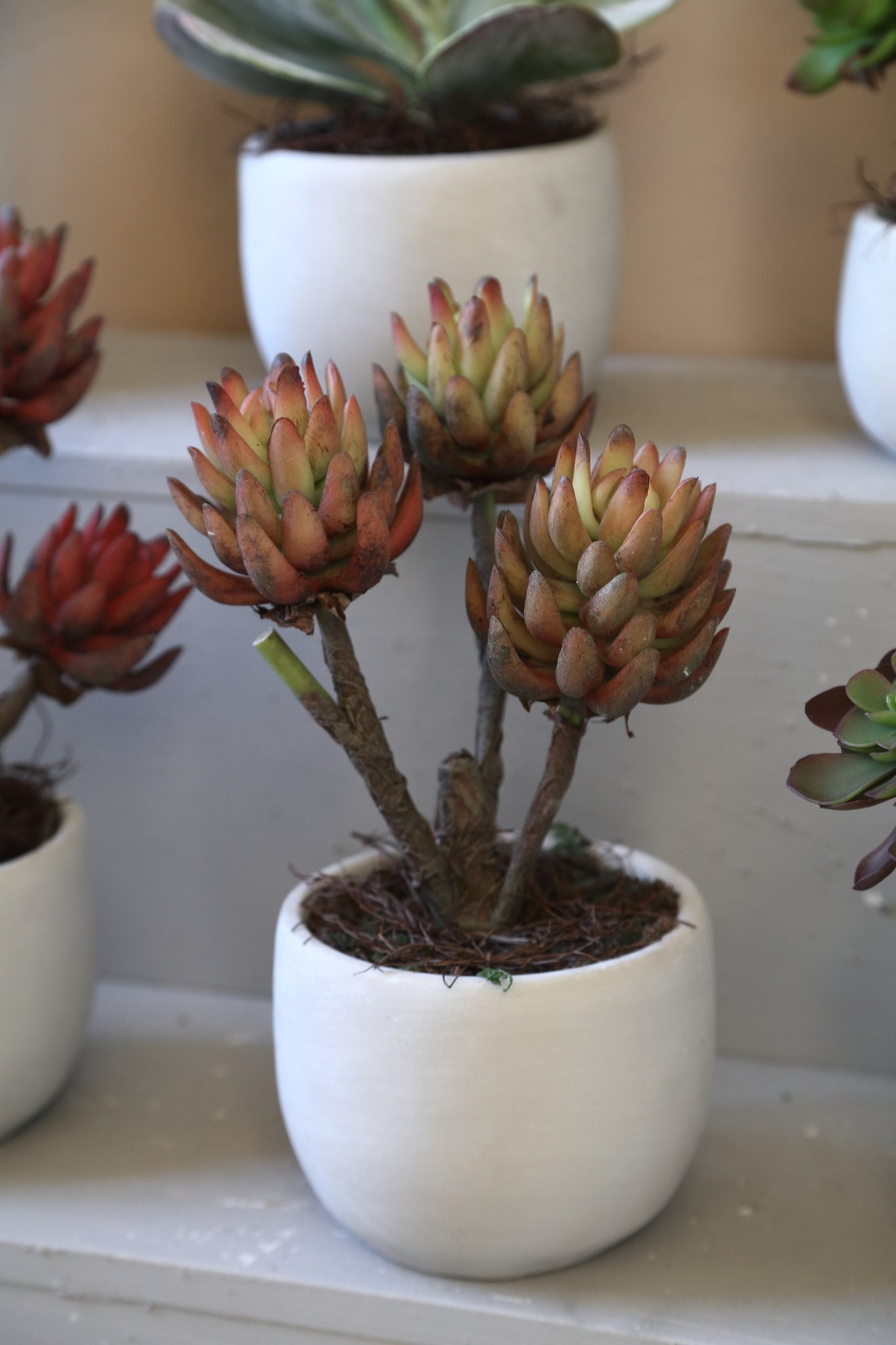 Succulent Plant Bronzen Echeveria In Crèmekleurige Pot - Set Van 4 Stuks 25x15x15 cm