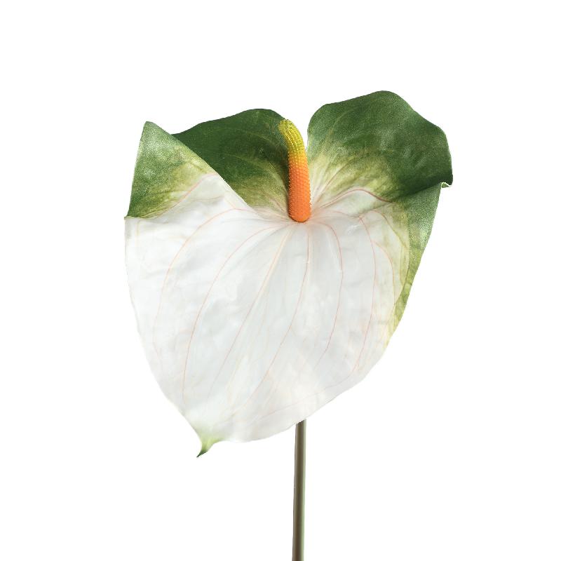 Garden Flower Witte Anthurium Bloem - Set van 12 85x24x33 cm