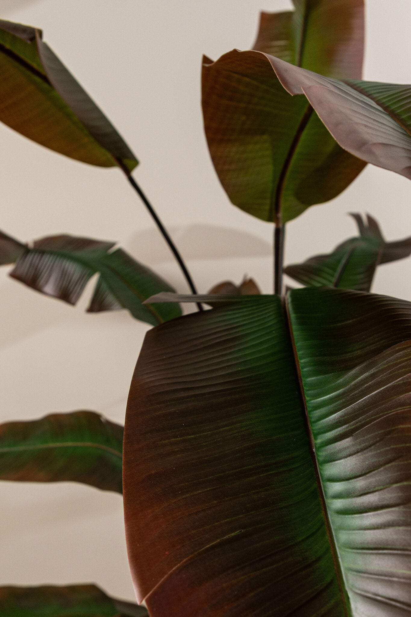 Tree Donkergroen Met Rode Strelitzia Tree Zwarte Pot 180x105x105 cm