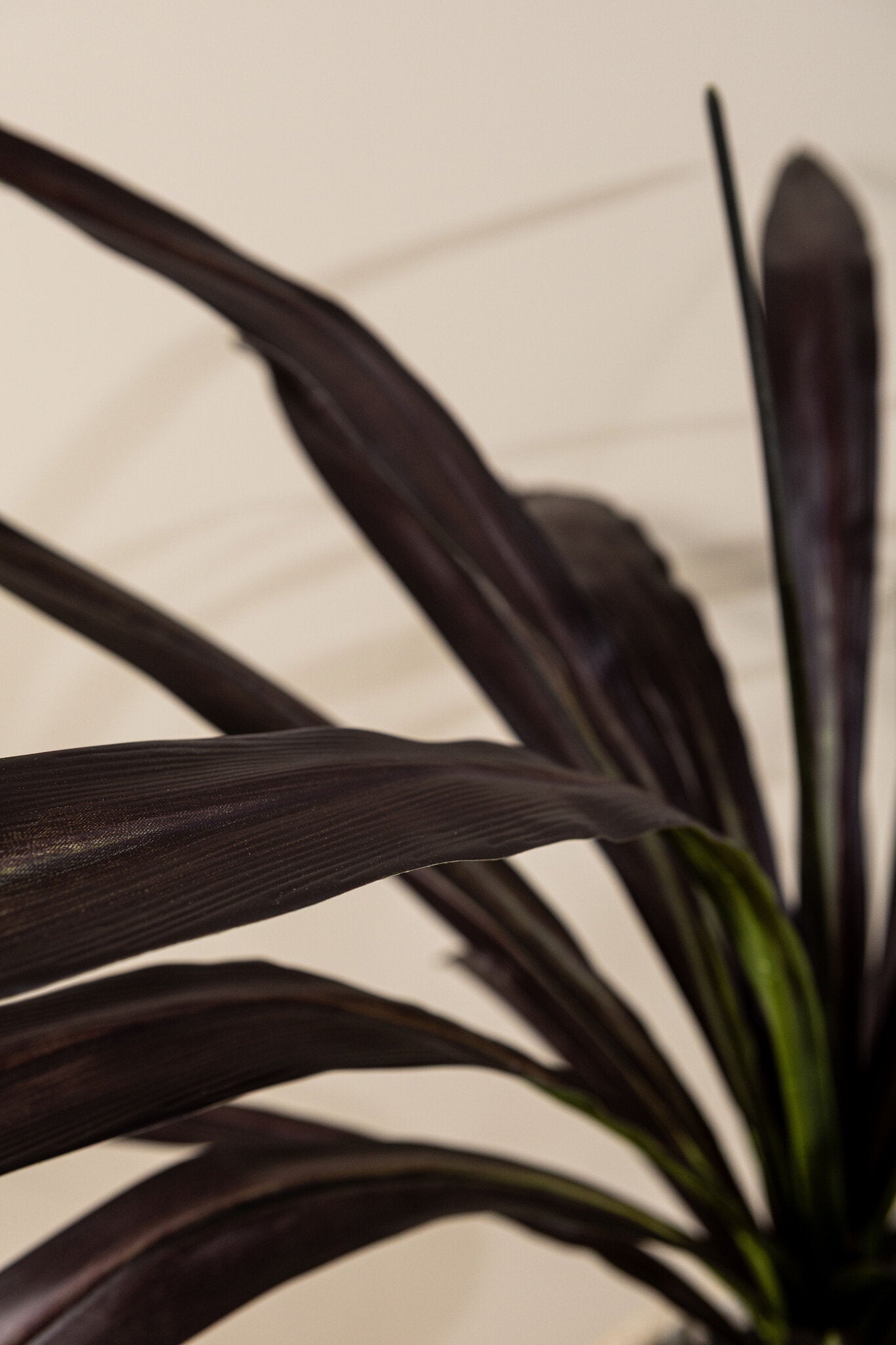 Leaves Plant Paarse Yucca Plant Set van 2 Stuks 109x90x90 cm