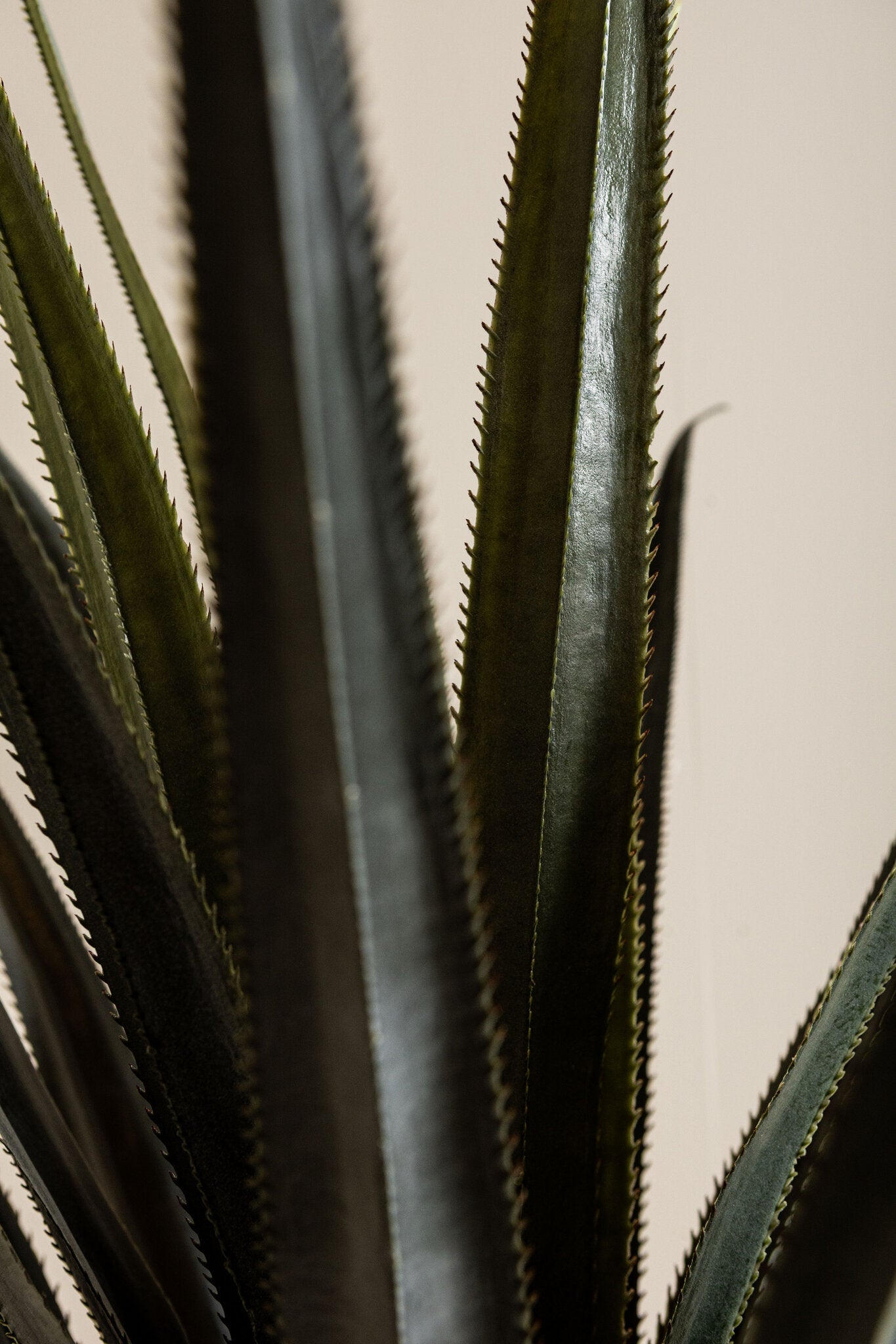 Leaves Plant Donkergroen Pandanus 180x110x110 cm