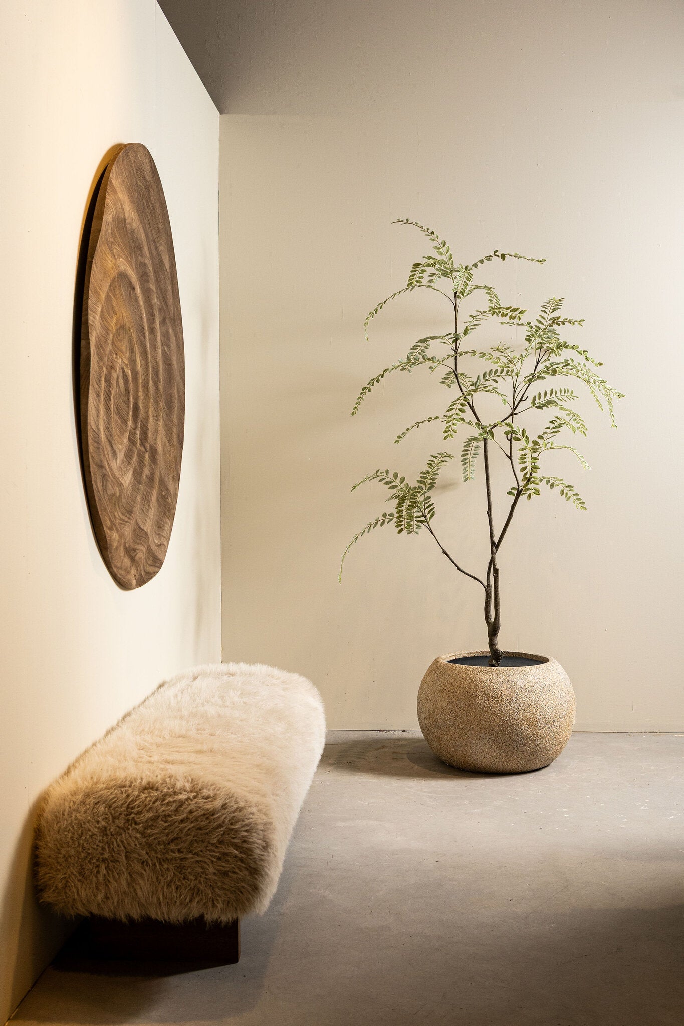 Tree Groen Hoge Japanse Enkianthus Boom In Pot 180x159x115 cm