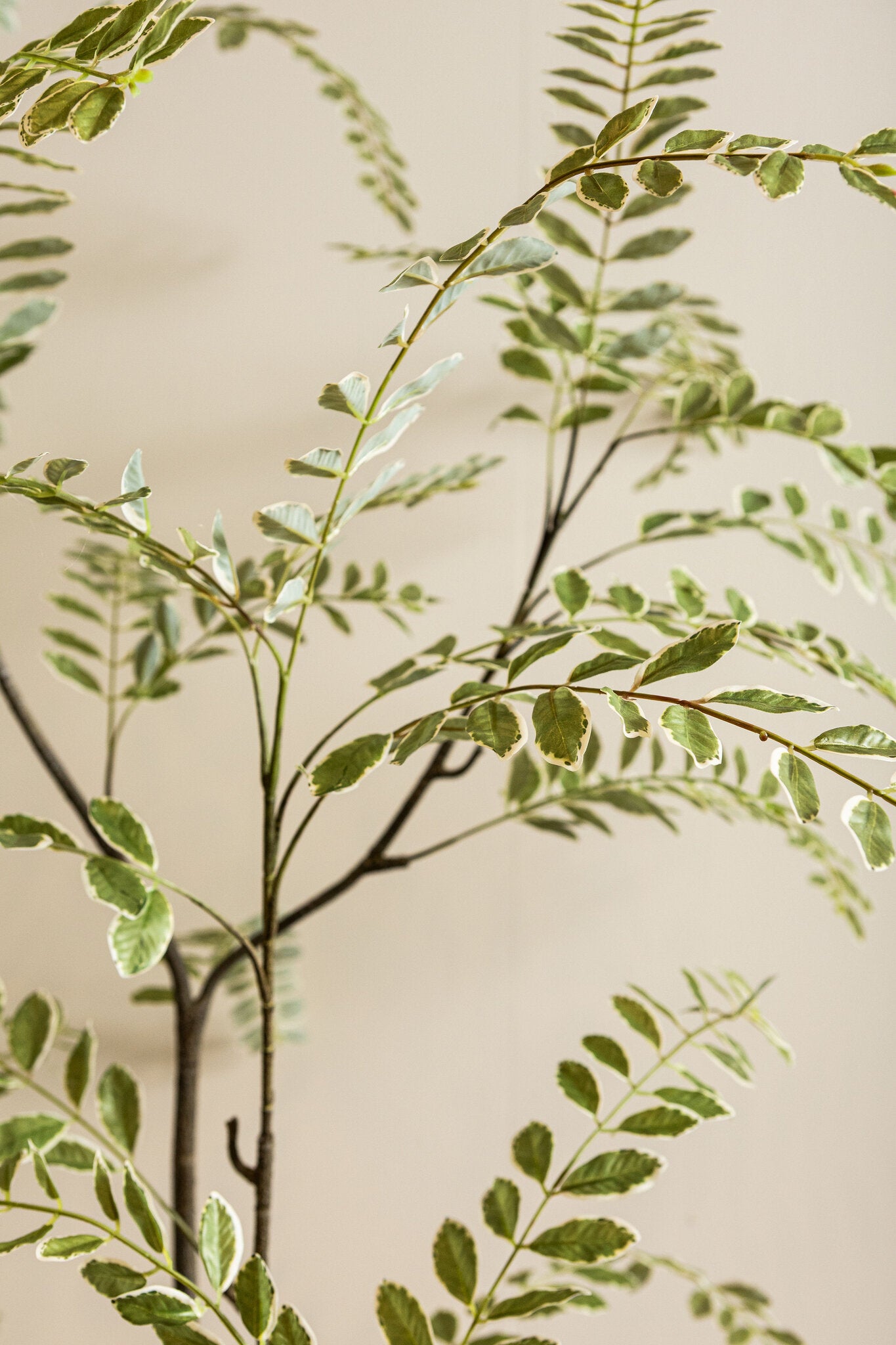 Tree Groen Hoge Japanse Enkianthus Boom In Pot 180x159x115 cm