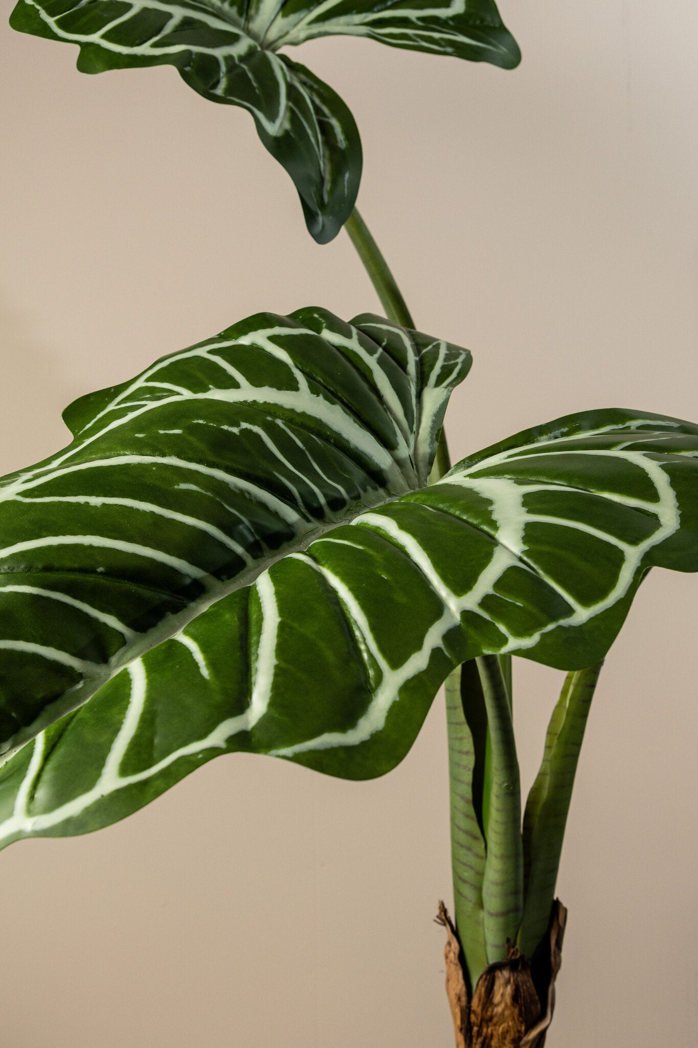 Leaves Plant Groene Alocasia In Zwarte Pot 160x120x110 cm