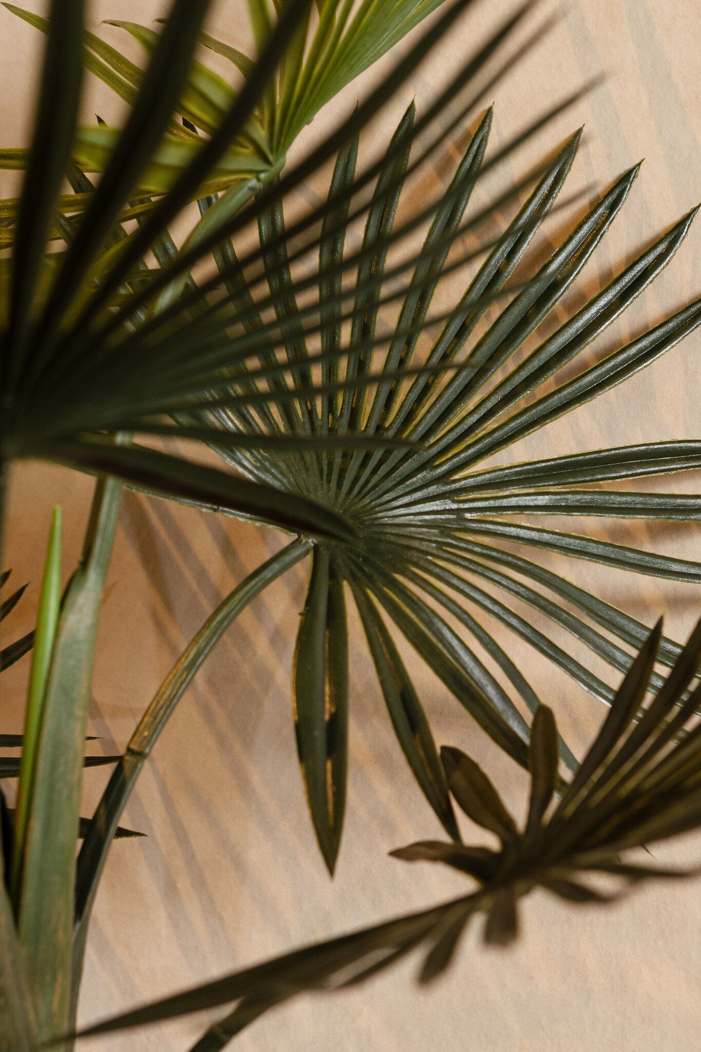 Tree Plant Trachycarpus Palm S Set van 4 Stuks 70x45x30 cm