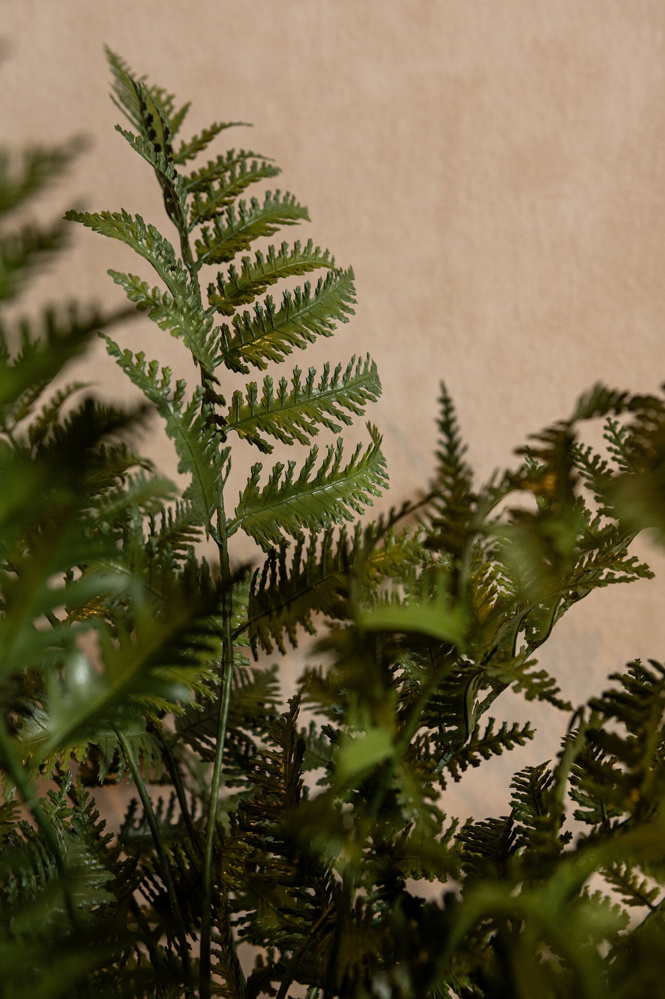 Fern Plant Groene Varen In Zwarte Pot 55x65x65 cm