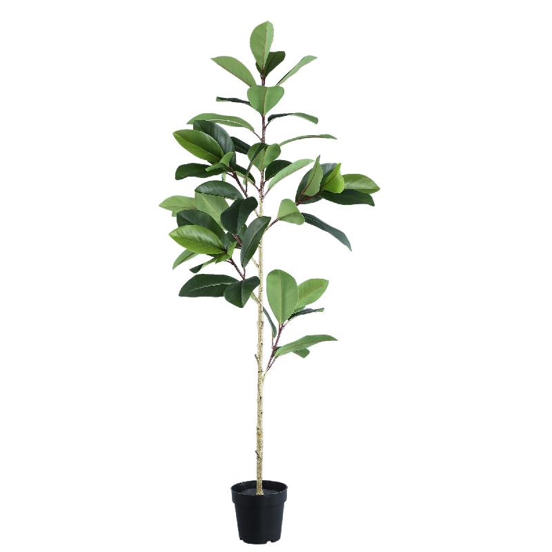Tree Green Holm Oak In Black Pot 165x65x65 cm