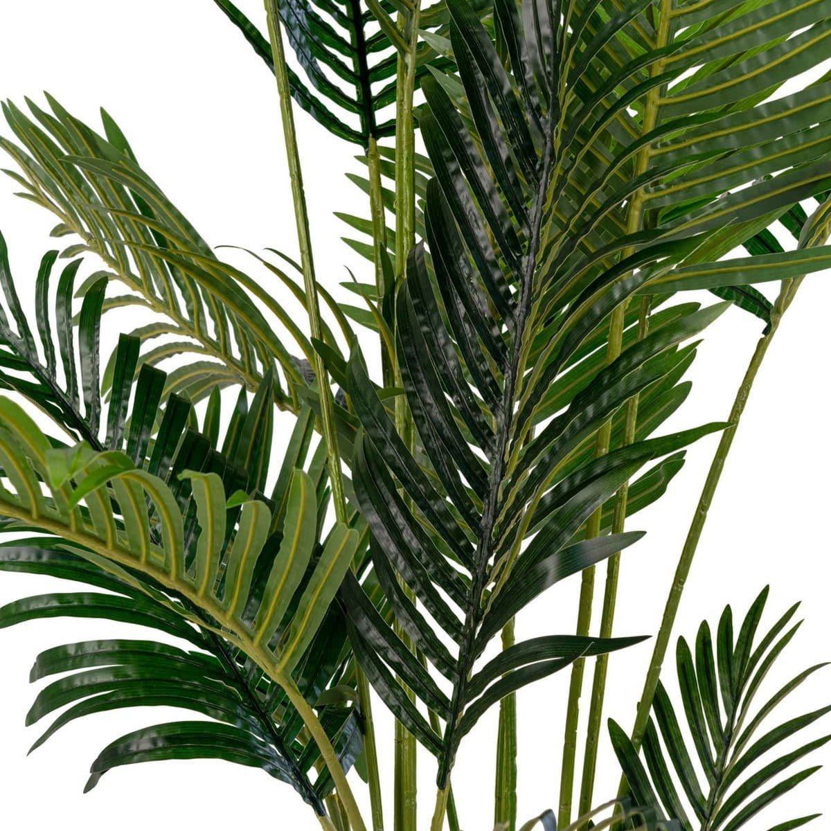 House Nordic ApS Areca palm